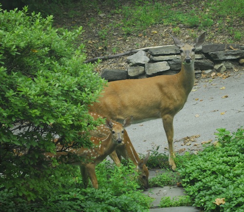 Mama deer and her 3 babies visit our front door.